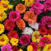 6 pack - Portulaca
