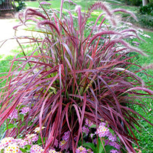 Grass