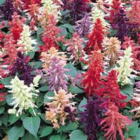 6 pack - Salvia