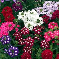 6 pack - Verbena