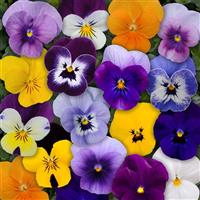 6 pack - Viola