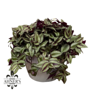 10" HB Wandering Jew