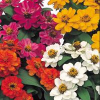 6 pack - Zinnia