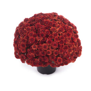 9" Garden Mum Pot