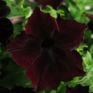 Petunia Flats
