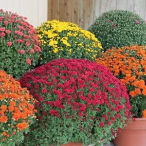 14" Monster Mums