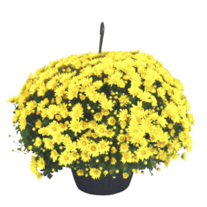 10" Hanging Basket Garden Mum