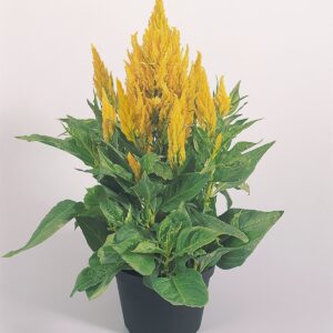 Celosia