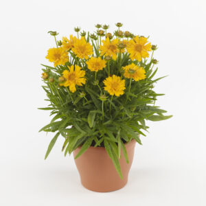 Coreopsis