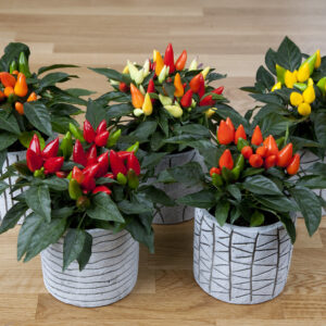 9" Misc Fall Pots