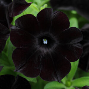 Petunia Flats