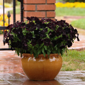 Petunia