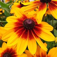 Rudbeckia