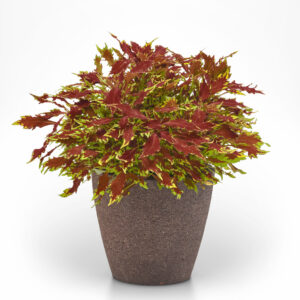 Coleus