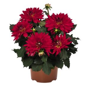 Dahlia