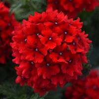 Verbena
