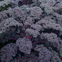 Kale